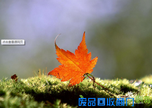 最具创意浪漫的表白告白方式