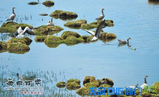 盛夏，甘肃盐池湾国家级自然保护区风景宜人。天鹅、斑头雁、黑颈鹤等近万只鸟在盐池湾平草湖一带栖息。本报通讯员朱蕊