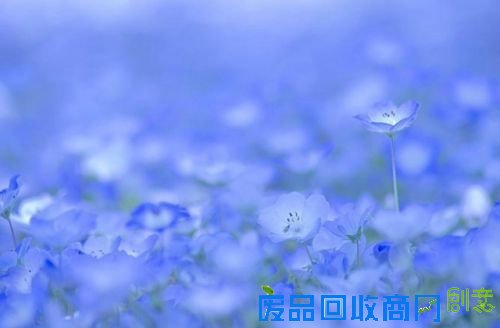 美丽的花海自然风景图片