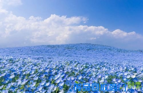 美丽的花海自然风景图片