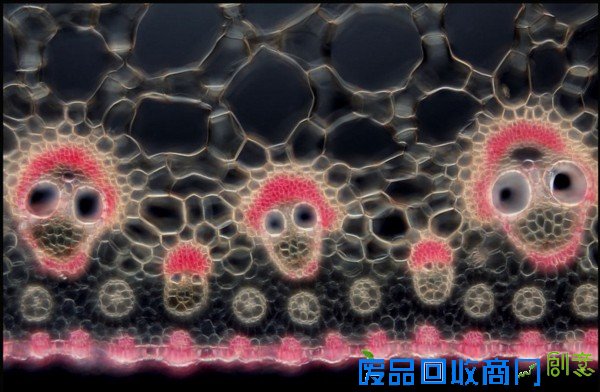 摄影师拍大自然迷人景色 美得窒息(组图)