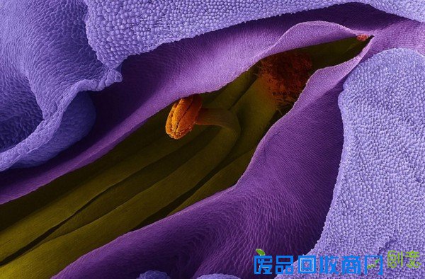 摄影师拍大自然迷人景色 美得窒息(组图)