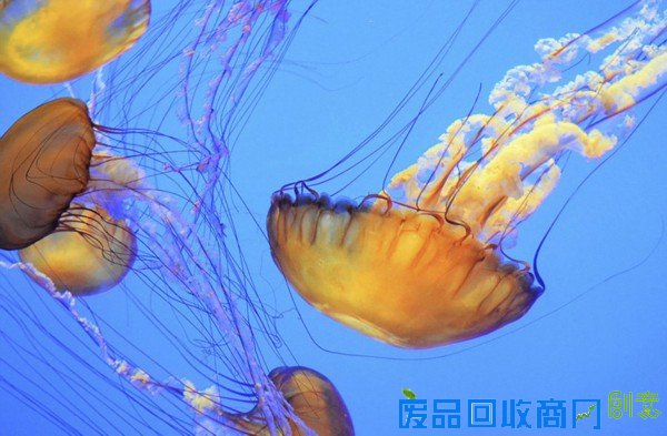 摄影师拍大自然迷人景色 美得窒息(组图)