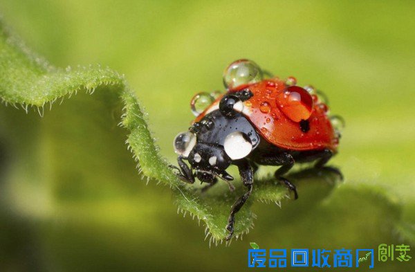 摄影师拍大自然迷人景色 美得窒息(组图)