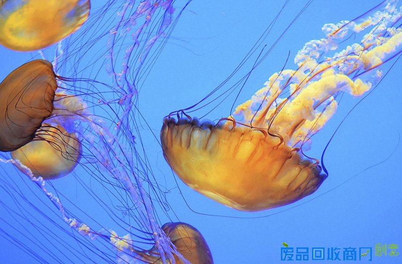 摄影师拍大自然迷人景色 美得窒息(组图)（9）