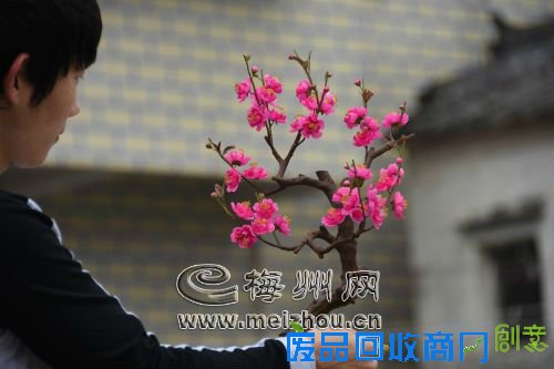 张立绳父子用智慧和汗水浇灌出来的埔寨纸花,充满了生机,几可乱真。