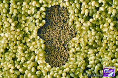 苏菲卫生巾创意广告