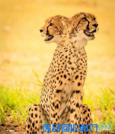 脑袋呢?动物“神走位”造视觉错觉