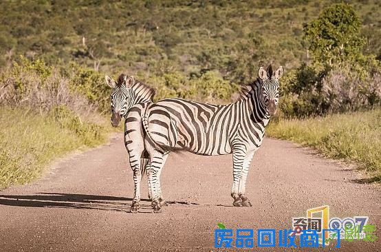 脑袋呢?动物“神走位”造视觉错觉