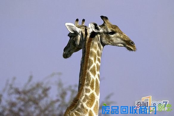 脑袋呢?动物“神走位”造视觉错觉