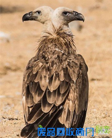 脑袋呢?动物“神走位”造视觉错觉