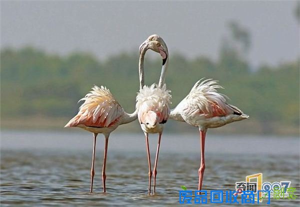 脑袋呢?动物“神走位”造视觉错觉