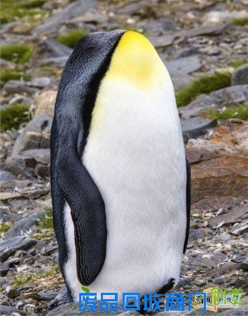 脑袋呢?动物“神走位”造视觉错觉