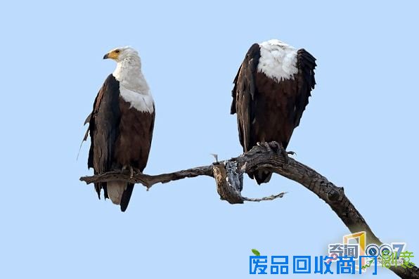 脑袋呢?动物“神走位”造视觉错觉