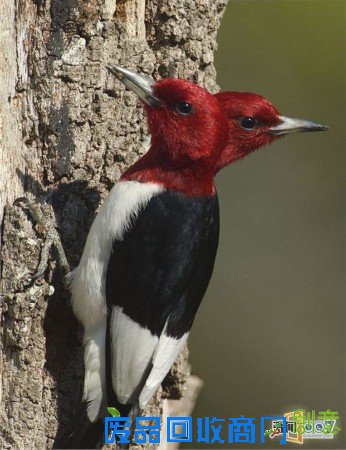 脑袋呢?动物“神走位”造视觉错觉