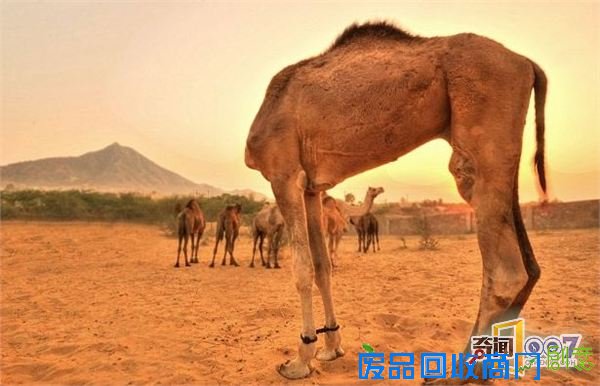 脑袋呢?动物“神走位”造视觉错觉