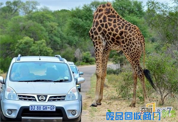 脑袋呢?动物“神走位”造视觉错觉