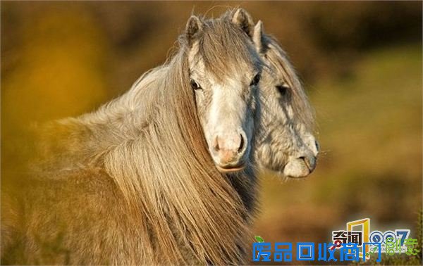 脑袋呢?动物“神走位”造视觉错觉