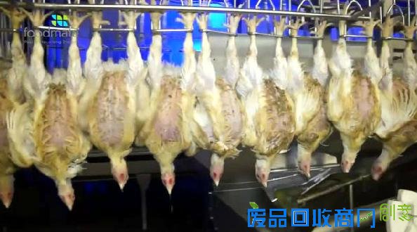  德国自动化杀鸡 告诉你什么叫工业强国！