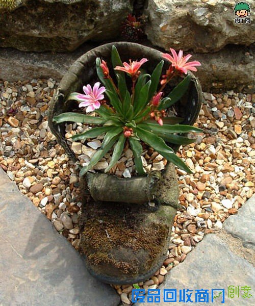 自制旧鞋怎么处理 旧鞋变花盆的35个DIY多姿多彩样例