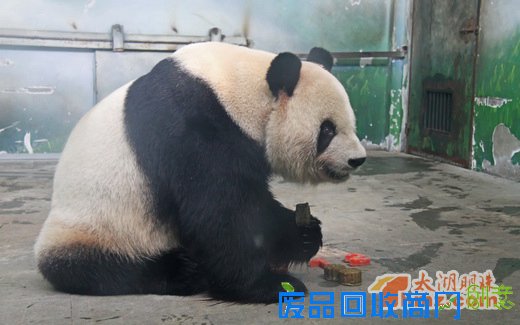 动物月饼DIY 为动物们送上独特的节日祝福