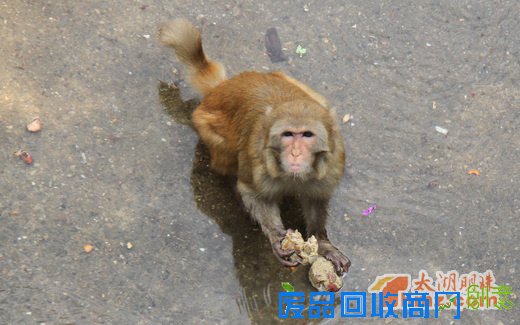 动物月饼DIY 为动物们送上独特的节日祝福