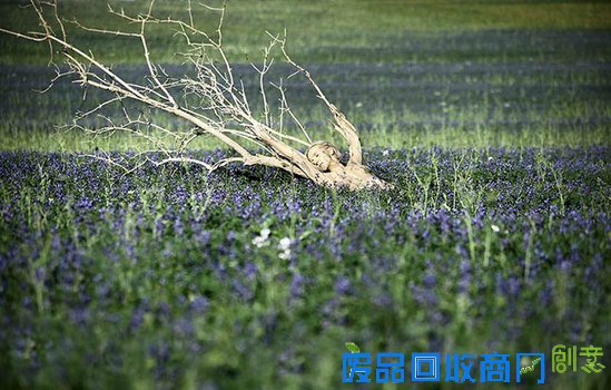 这张大自然美景图中有个美女,你找到了吗~