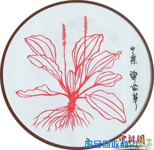 中药车前草。 成都中医药大学供图