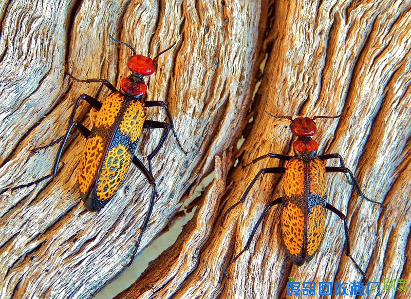 美国家公园举办摄影大赛拍最美图景