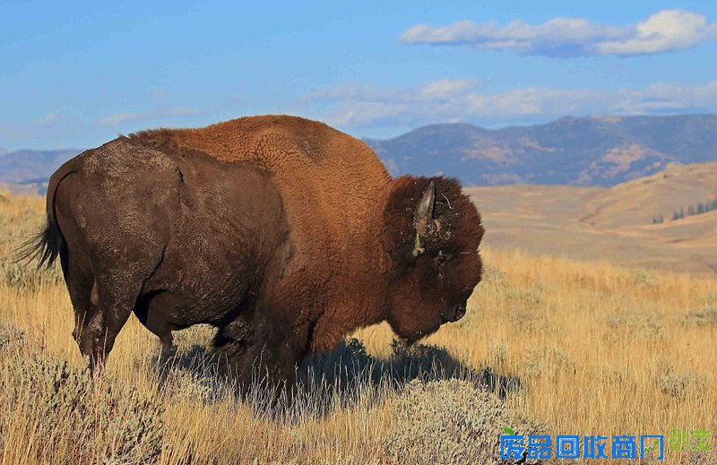 美国家公园举办摄影大赛拍最美图景