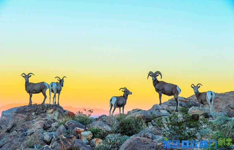 美国家公园举办摄影大赛拍最美图景