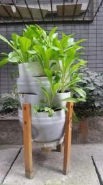 餐厨垃圾在家“瘦身”变肥料种花又种菜