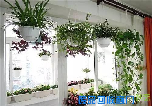 3大步骤让你拥有“阳台花园”！