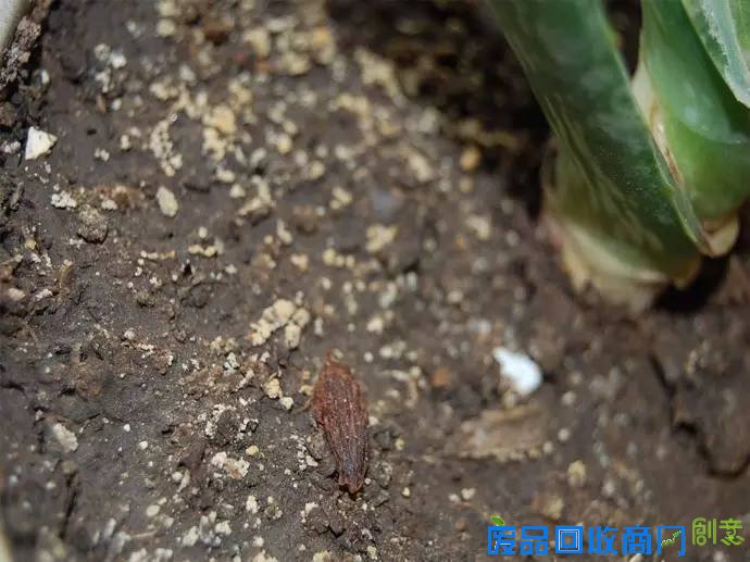 3大步骤让你拥有“阳台花园”！