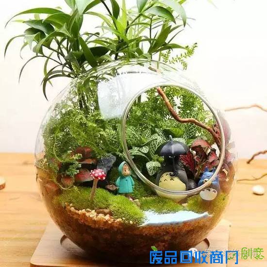 创意迷你小植物，让居家生活与众不同