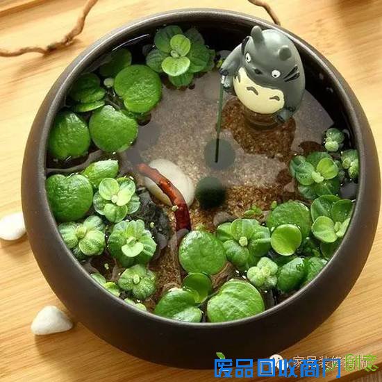 创意迷你小植物，让居家生活与众不同