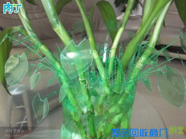 雪碧瓶、饮料瓶废物利用图片 大号塑料瓶水培花篮教程╭★肉丁网