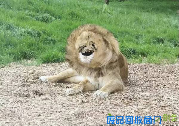 老爹把6岁儿子的涂鸦P进现实，画风炸裂到不忍直笑！