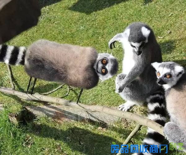 老爹把6岁儿子的涂鸦P进现实，画风炸裂到不忍直笑！