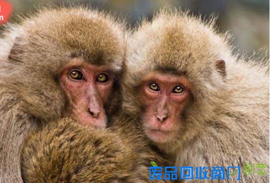 视觉享受：33张捕捉到野生动物的完美瞬间