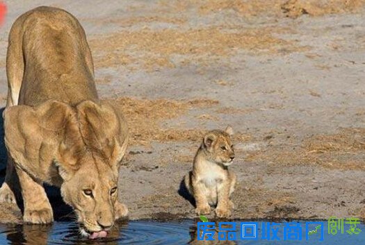 视觉享受：33张捕捉到野生动物的完美瞬间