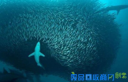 视觉享受：33张捕捉到野生动物的完美瞬间