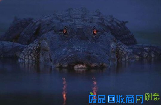 视觉享受：33张捕捉到野生动物的完美瞬间