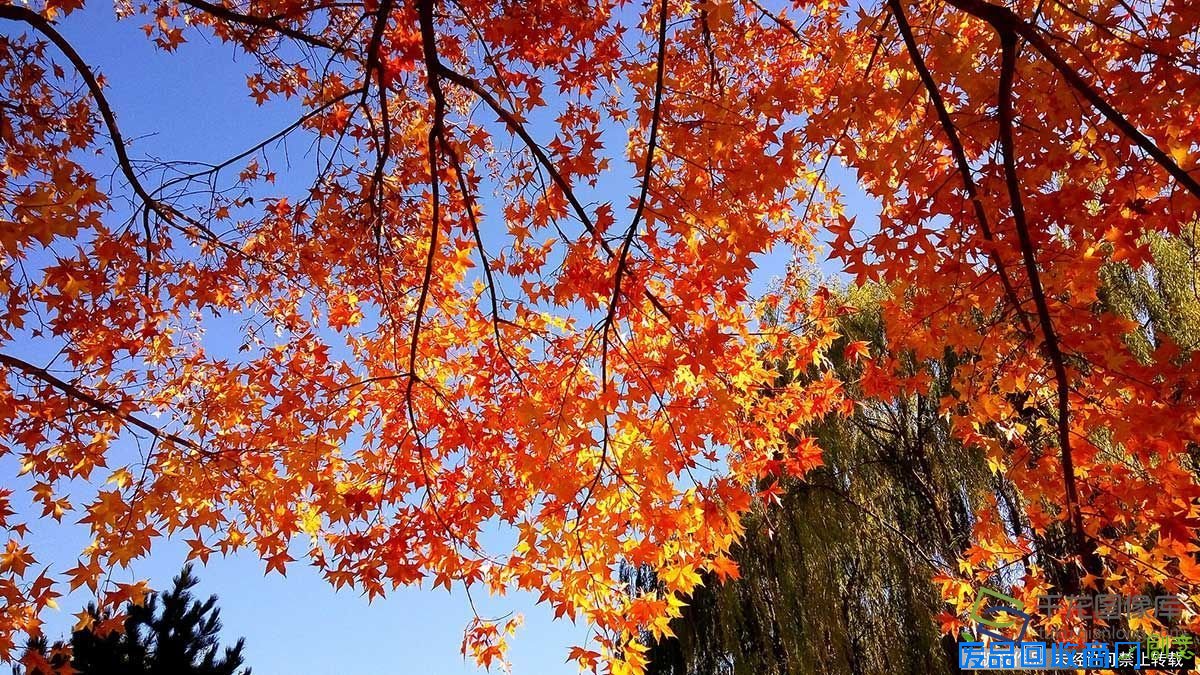 [纯视觉]北京初冬地坛公园秋意不减