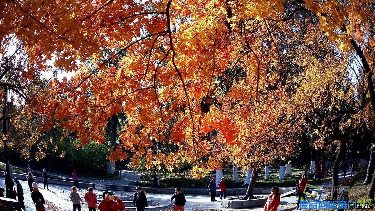 [纯视觉]北京初冬地坛公园秋意不减