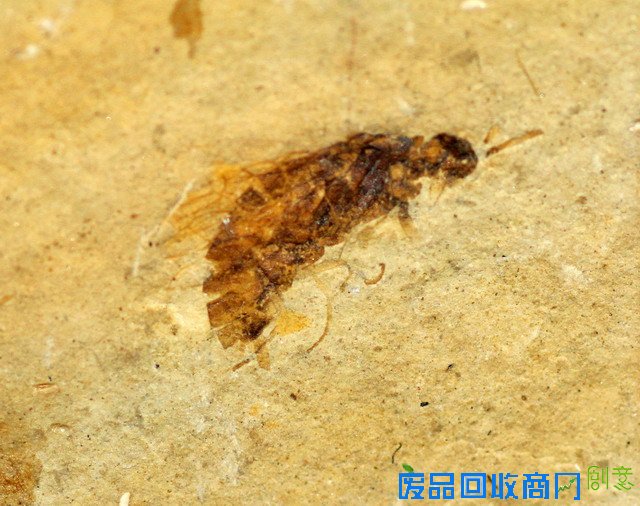 《CRI会客厅》中国民间博物馆馆长系列访谈：探秘草叶间的宇宙 发现微观世界