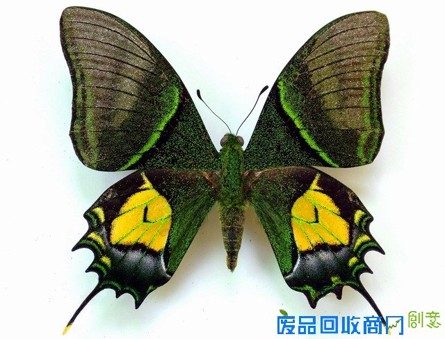 《CRI会客厅》中国民间博物馆馆长系列访谈：探秘草叶间的宇宙 发现微观世界