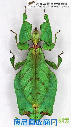 《CRI会客厅》中国民间博物馆馆长系列访谈：探秘草叶间的宇宙 发现微观世界