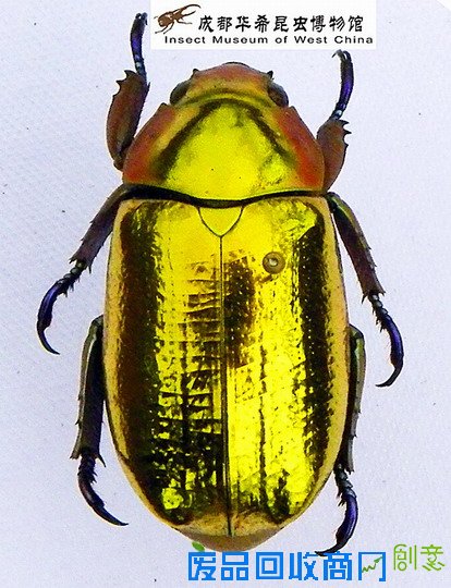 《CRI会客厅》中国民间博物馆馆长系列访谈：探秘草叶间的宇宙 发现微观世界