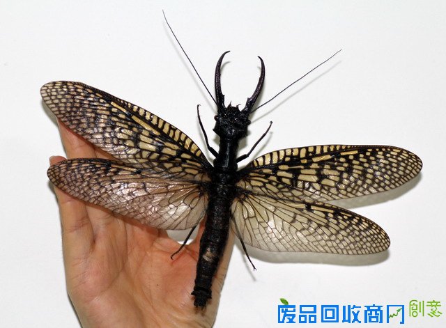 《CRI会客厅》中国民间博物馆馆长系列访谈：探秘草叶间的宇宙 发现微观世界